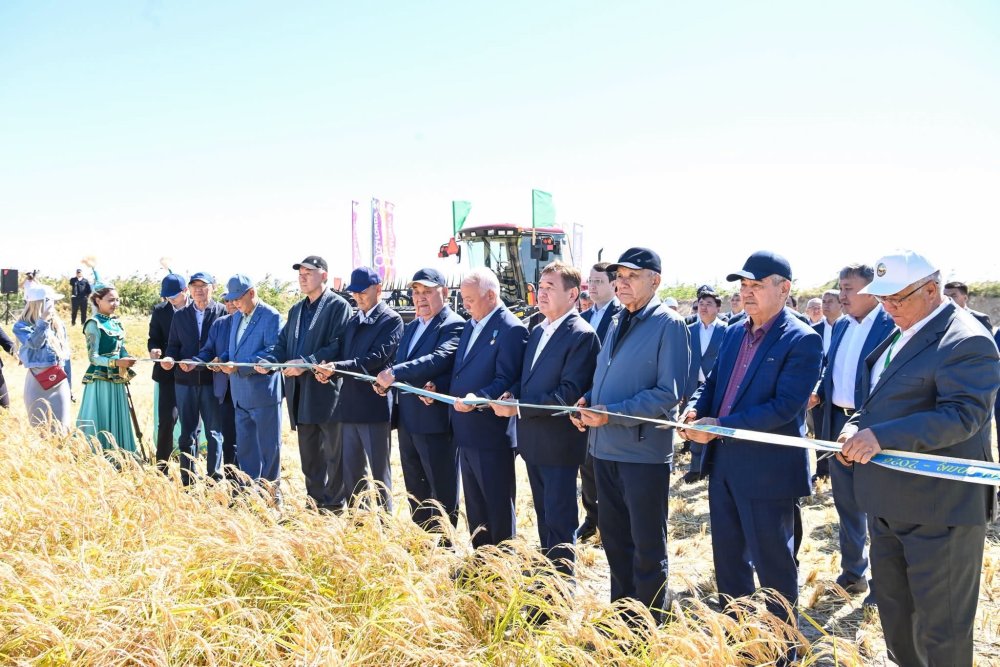 «Дала күні – 2026»: Сыр өңірінде күрішке орақ түсті