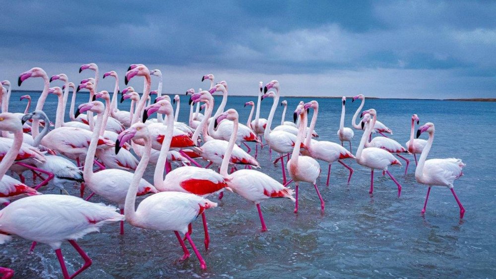 Қоқиқаздар мекені мен «Дударай» әнінің тарихы: Қорғалжында Flamingo Fest өтеді