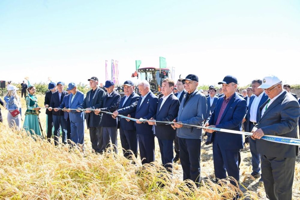 «Дала күні – 2026»: Сыр өңірінде күрішке орақ түсті