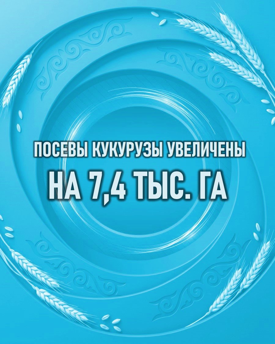 Жүгері алқабы 7,4 мың гектарға ұлғайтылды