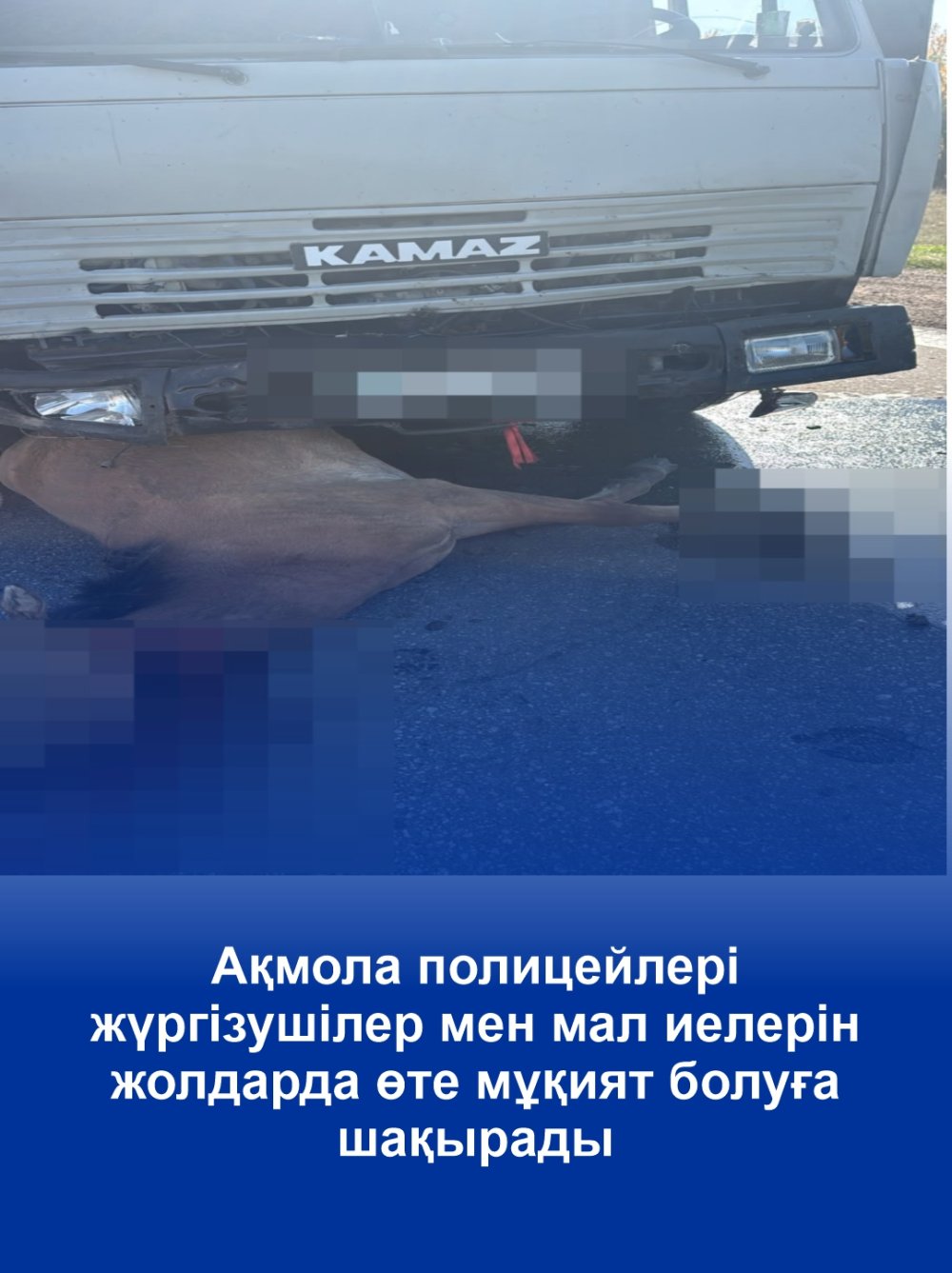 Ақмола полицейлері жүргізушілер мен мал иелерін жолдарда өте мұқият болуға шақырады