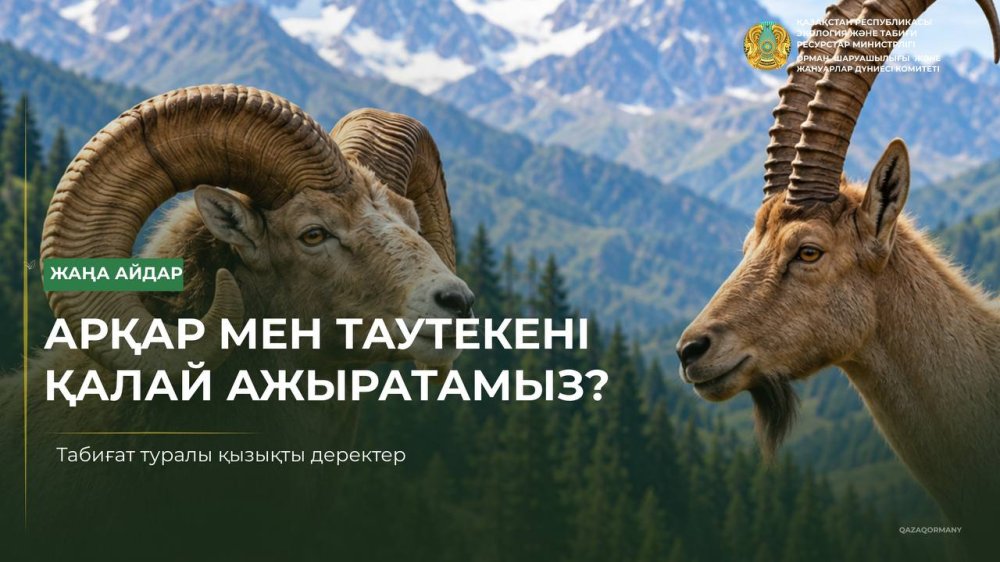Познаем природу: как отличить архара от сибирского козерога?