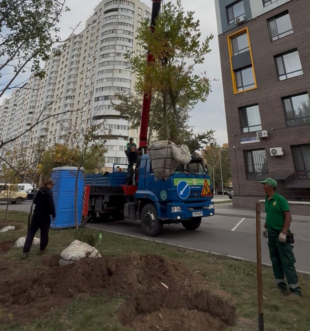 ПО УЛИЦЕ КЕНЕСАРЫ ВЫСАЖИВАЮТ 230 КРУПНОМЕРНЫХ ДЕРЕВЬЕВ