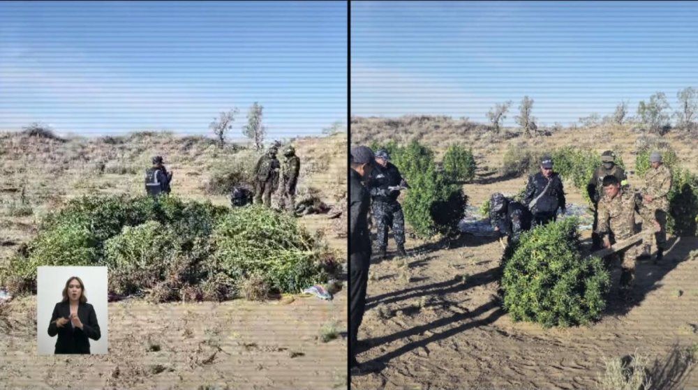 Спецоперация: в Жамбылской области ликвидирована крупная плантация конопли