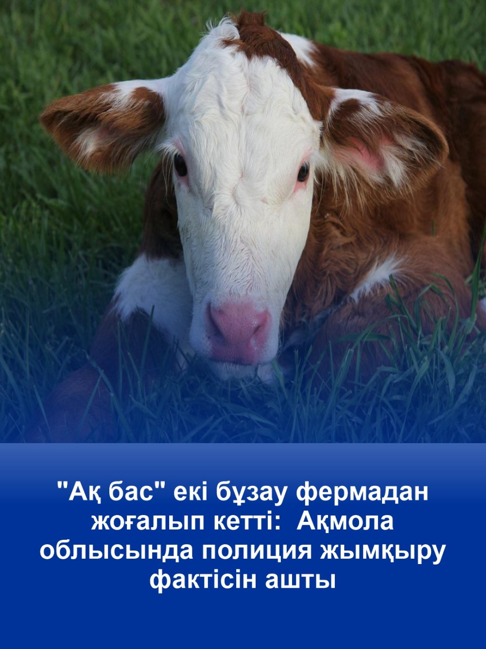 Два теленка «Ақ бас» пропали с фермы: полиция раскрыла факт растраты в Акмолинской области