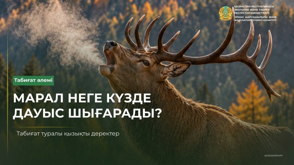 Почему маралы подают голос осенью?