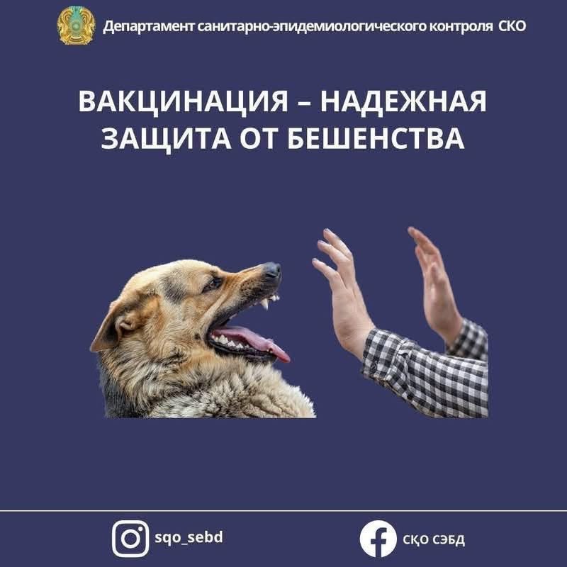 ☝️Профилактика бешенства: что необходимо знать?