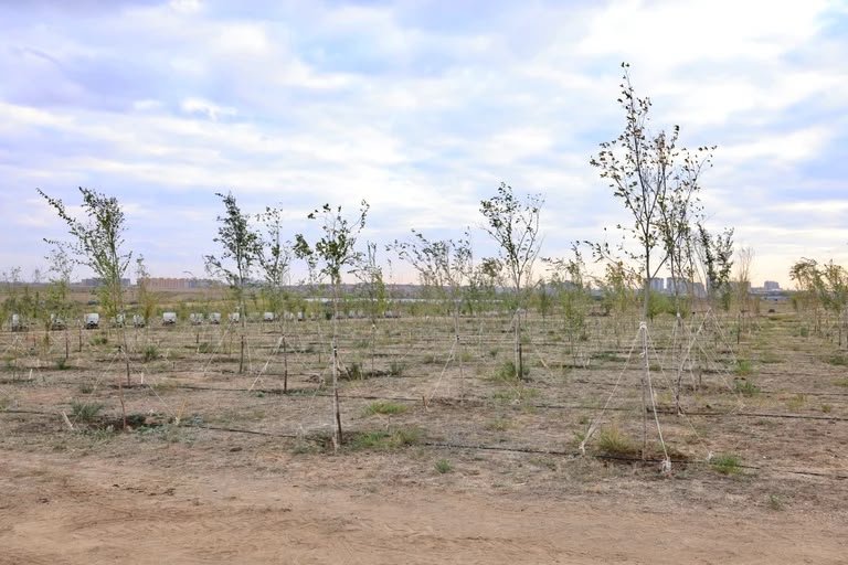 Будущий экопарк Караганды пополнился 500 деревьями