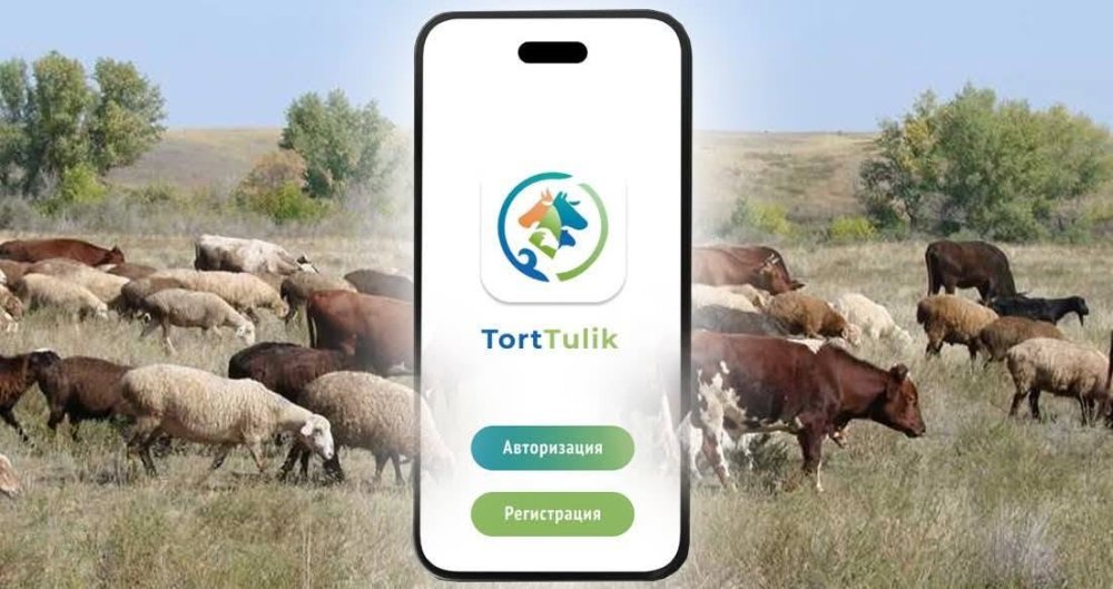 Преимущества мобильного приложения Tort Tulik: