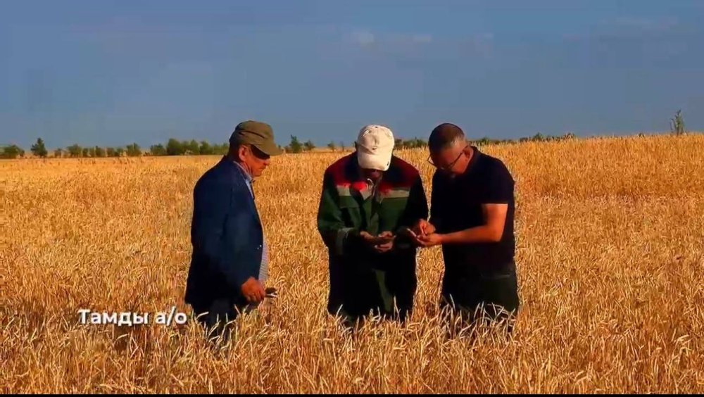 В Алгинском районе собрано более 22 тысяч тонн зерна