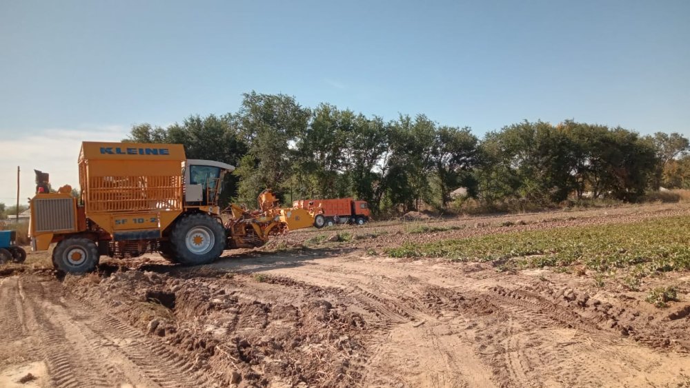 🌱 В Жарлыозекском сельском округе началась уборка сахарной свеклы