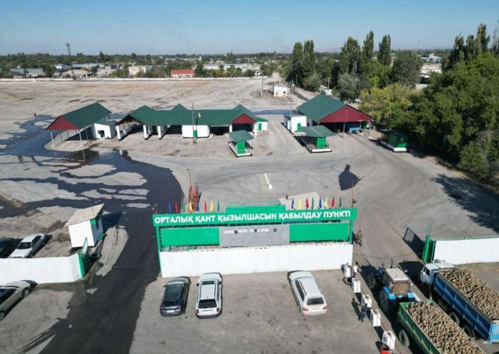 В области Жетісу началась приёмка сахарной свеклы на переработку: сахарные заводы модернизируют и наращивают мощности