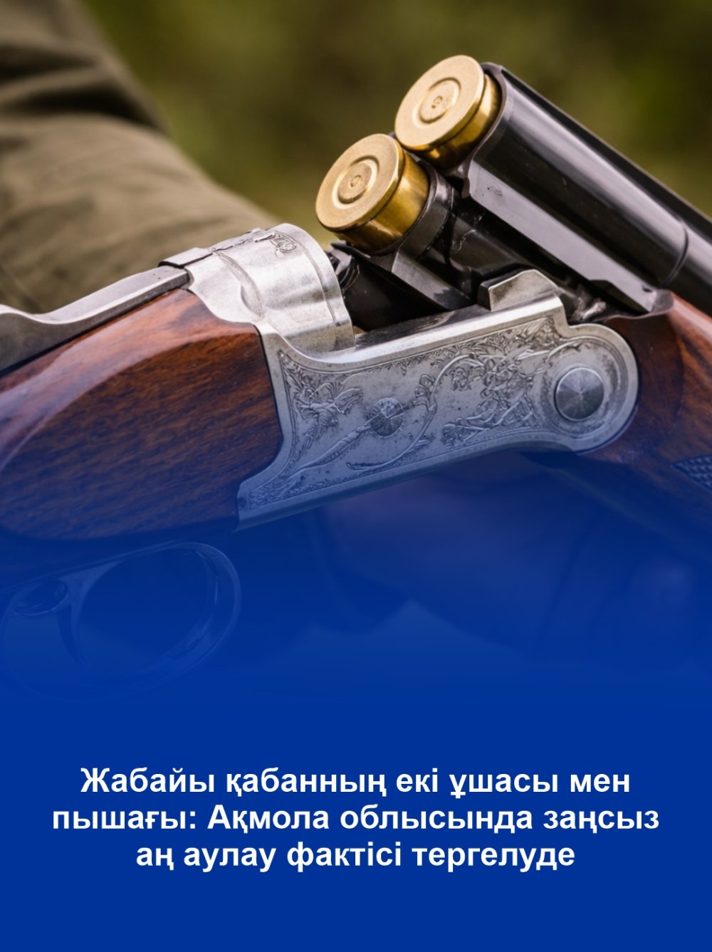 Две туши дикого кабана и ножи: в Акмолинской области расследуется факт незаконной охоты