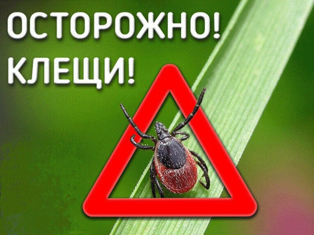 Осторожно клещи !