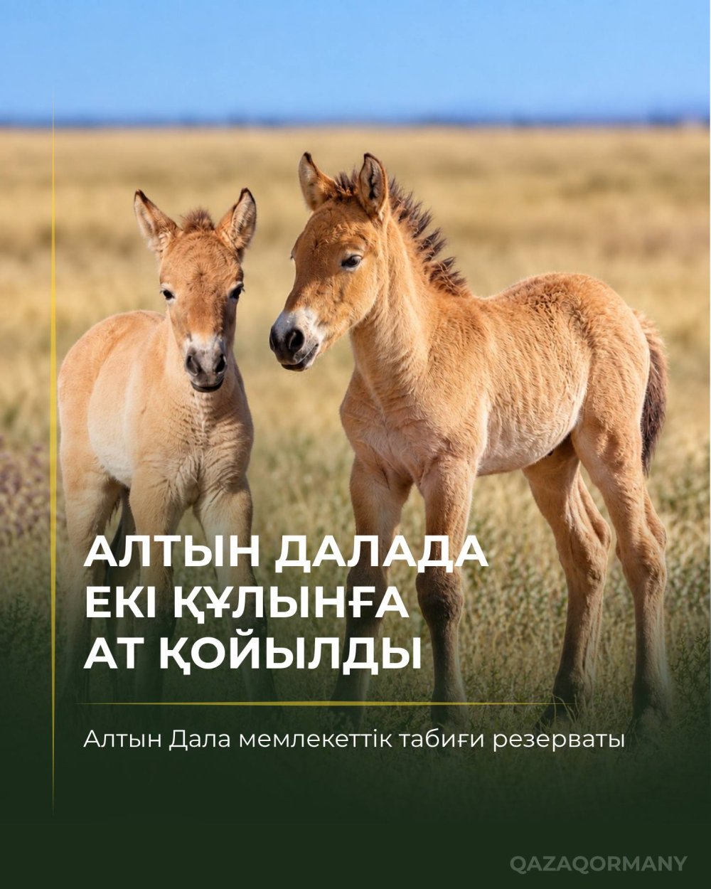 Первые жеребята лошади Пржевальского, родившиеся в Казахстане, получили имена Ботай и Тұмар
