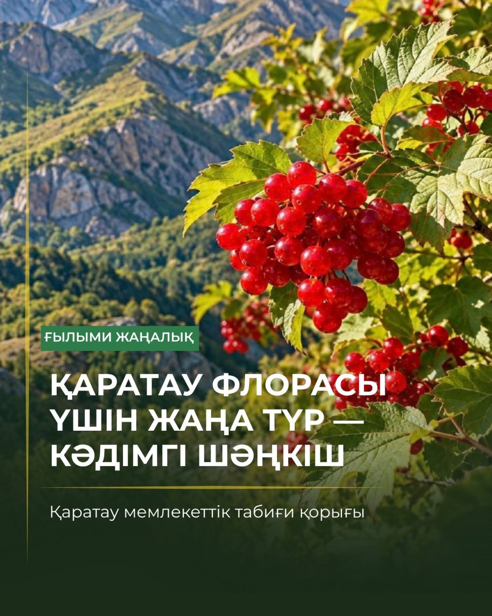 Флора Каратау пополнилась новым видом: впервые зарегистрирована калина обыкновенная