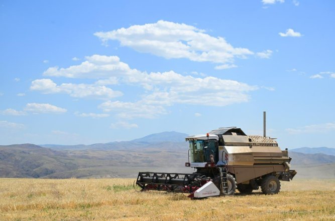 В Жетісу рассчитывают собрать 935 тысяч тонн зерна