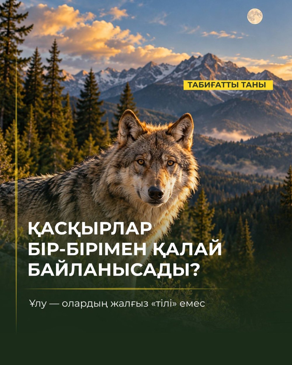 Что означает волчий вой?