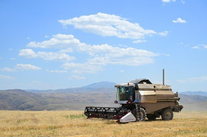 В Жетісу рассчитывают собрать 935 тысяч тонн зерна