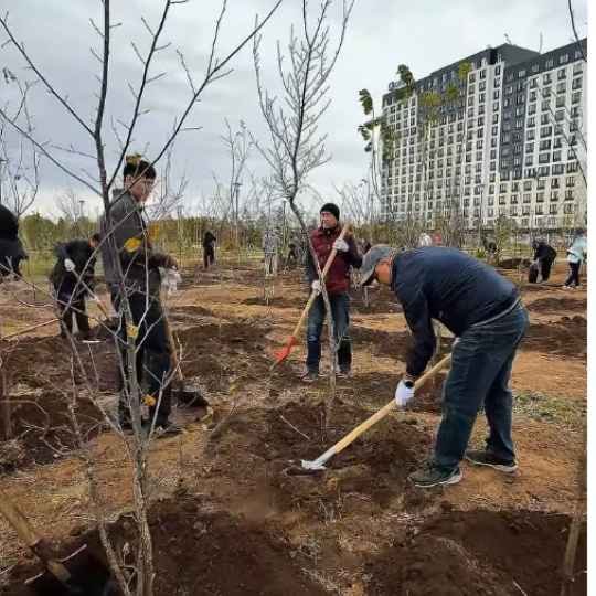 Более 640 новых деревьев появились в районе Сарыарка