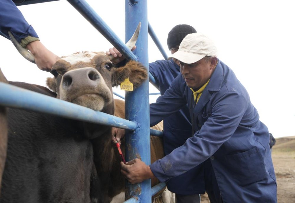 В Жетісу к концу года полностью закроют потребность в ветеринарных пунктах: с начала образования области построено 67 объектов