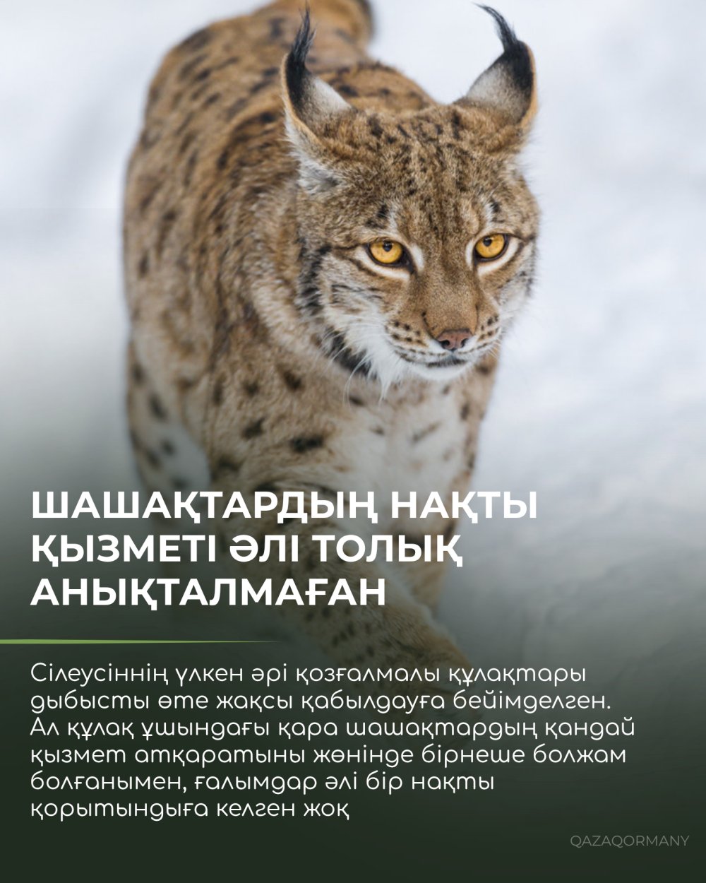 Зачем рыси кисточки на ушах? — Фото 5