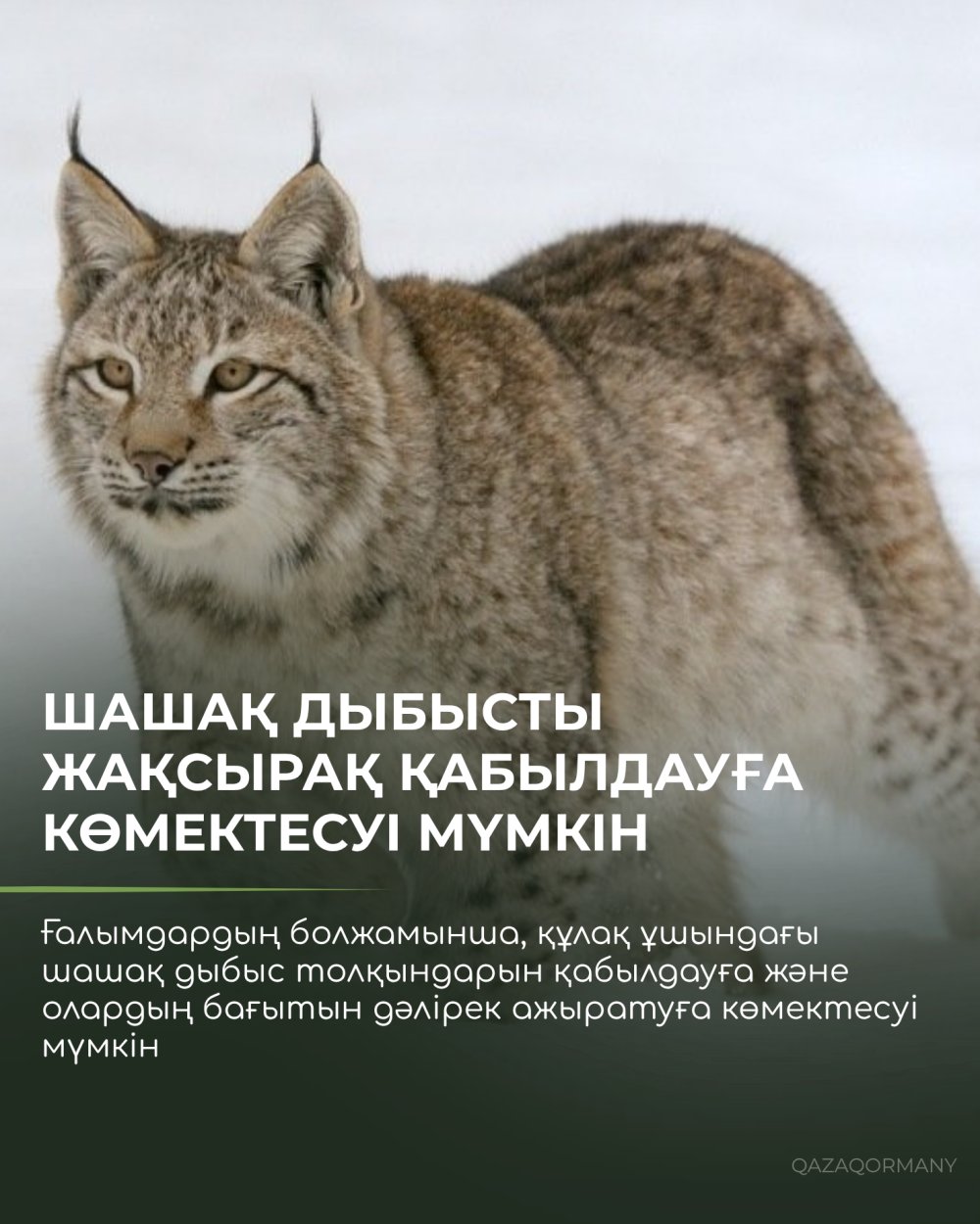 Зачем рыси кисточки на ушах? — Фото 3