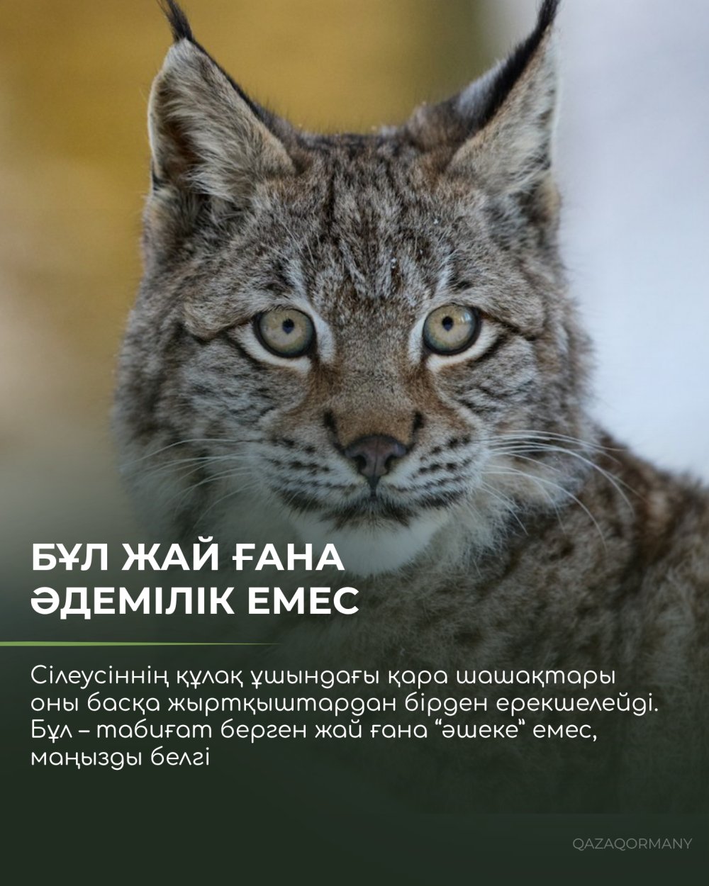 Зачем рыси кисточки на ушах? — Фото 2