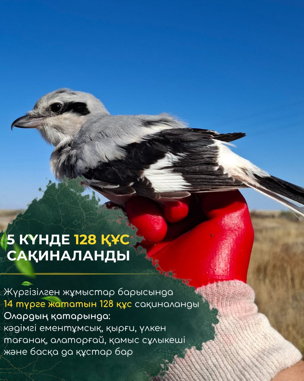 В Коргалжынском заповеднике возобновили кольцевание птиц: 128 особей, 14 видов и удивительная встреча спустя 13 лет! — Фото 3