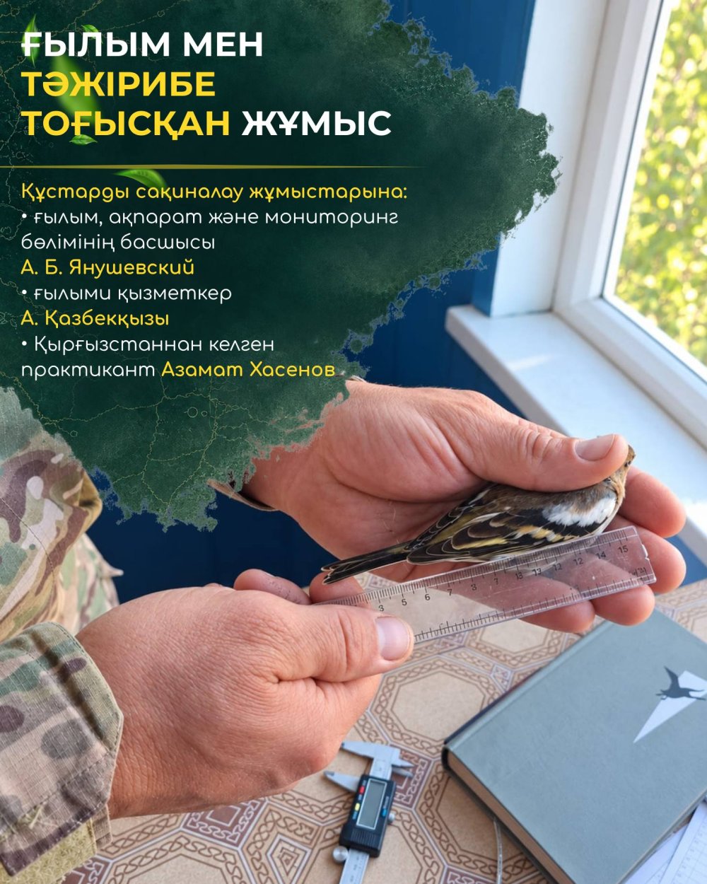 В Коргалжынском заповеднике возобновили кольцевание птиц: 128 особей, 14 видов и удивительная встреча спустя 13 лет! — Фото 6