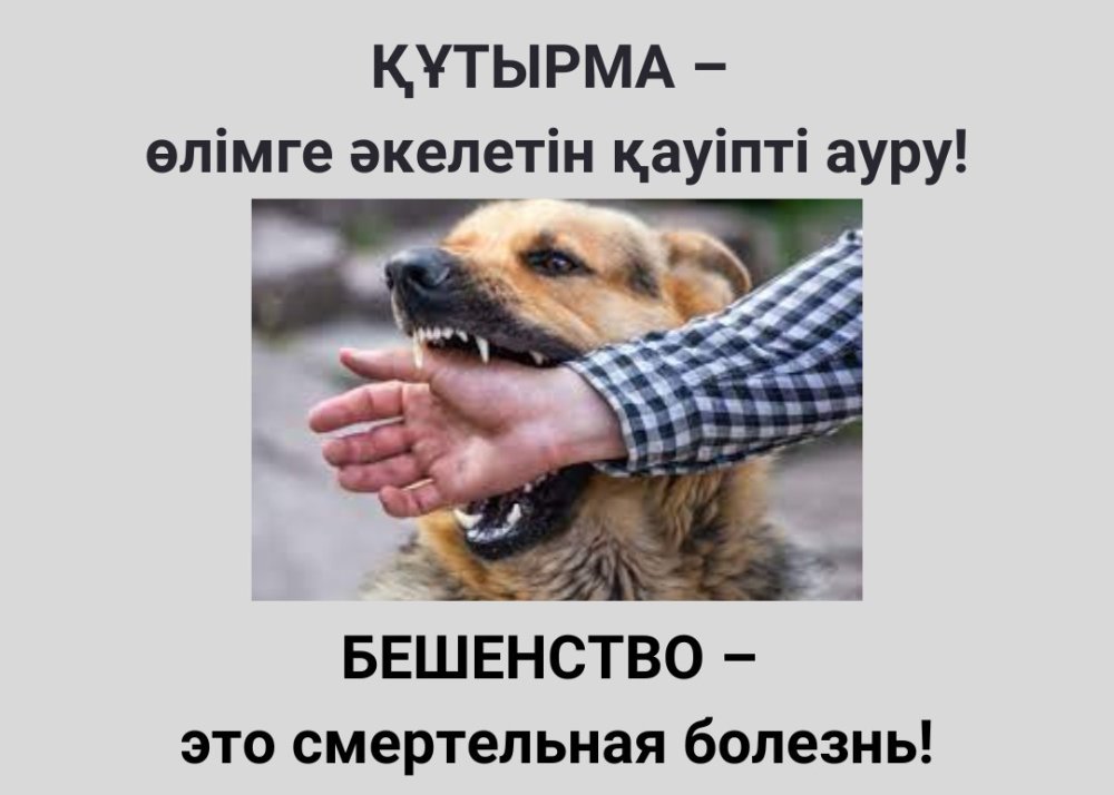 Бешенство: что нужно знать и как защитить себя и близких