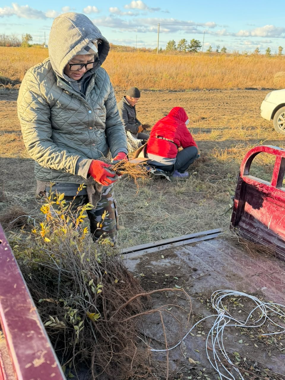 В Карагандинской области завершена выкопка сеянцев для осенней посадки лесных культур — Фото 6