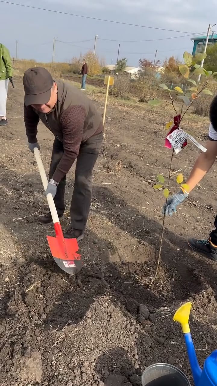 В Сарыкольском колледже агробизнеса и права высадили саженцы плодовых деревьев — Фото 3