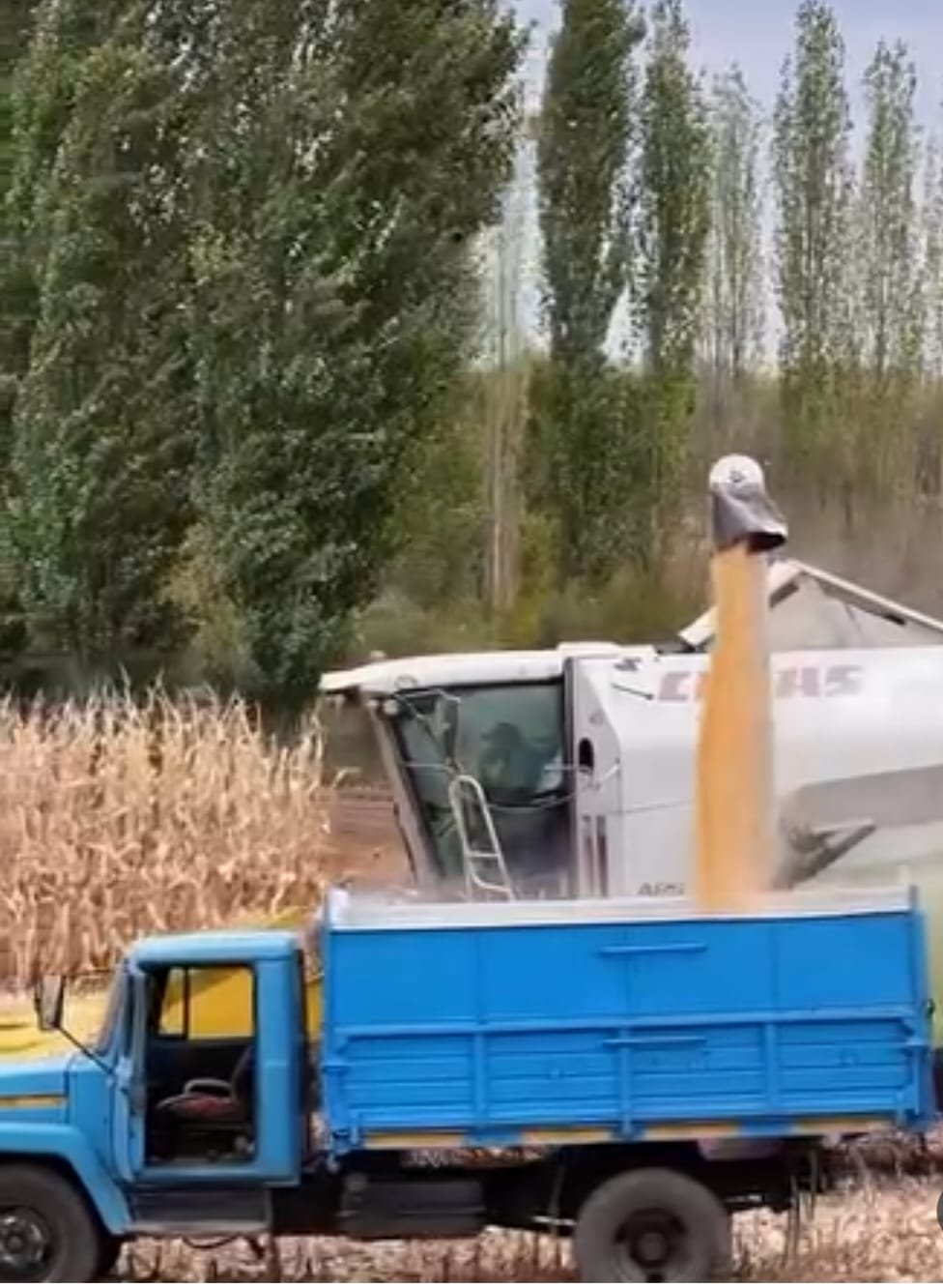 Уборка кукурузы — Фото 2