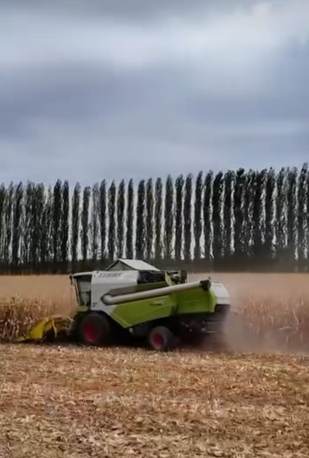 Уборка кукурузы — Фото 3