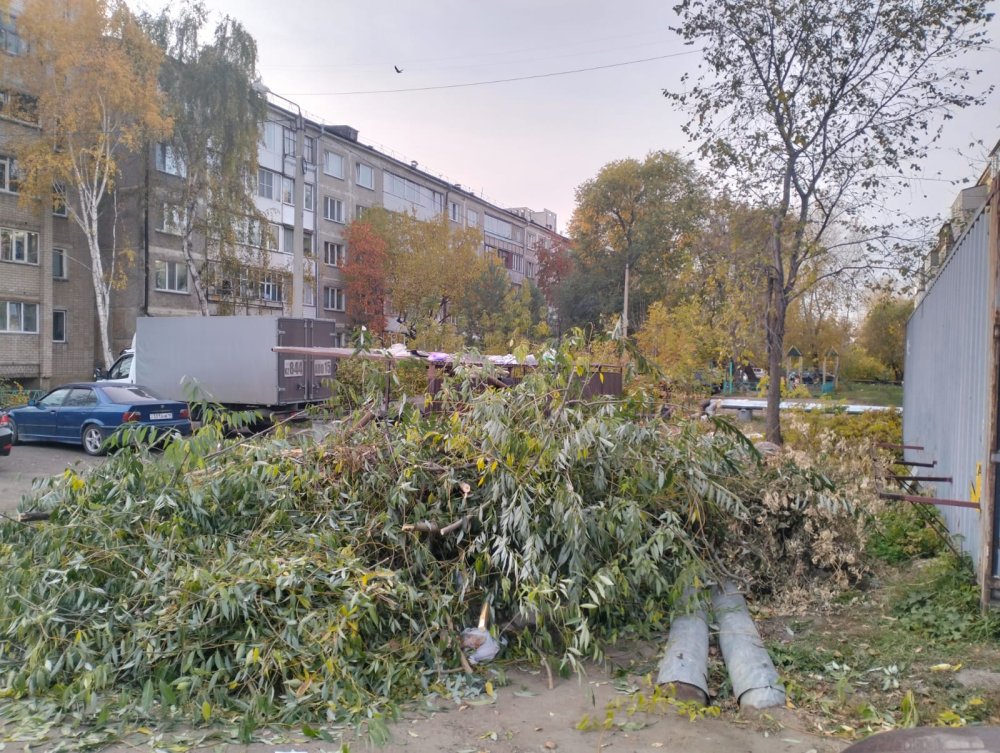 Срезанные ветки — не бытовой мусор: полицейские напомнили о правилах — Фото 2