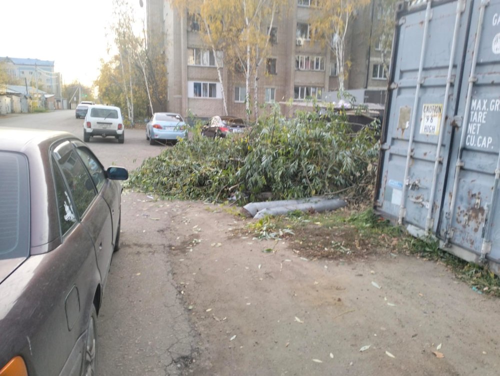 Срезанные ветки — не бытовой мусор: полицейские напомнили о правилах — Фото 3