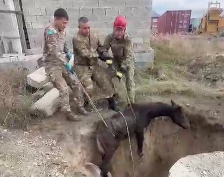 Спасатели МЧС помогли жеребенку выбраться из ямы
