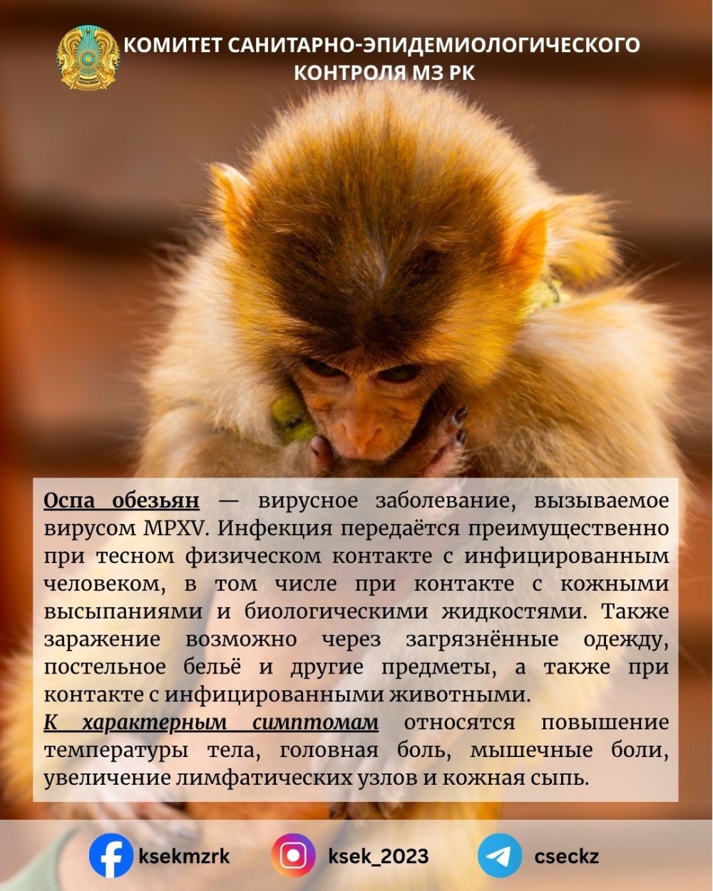 Эпидситуация по оспе обезьян на контроле — Фото 1