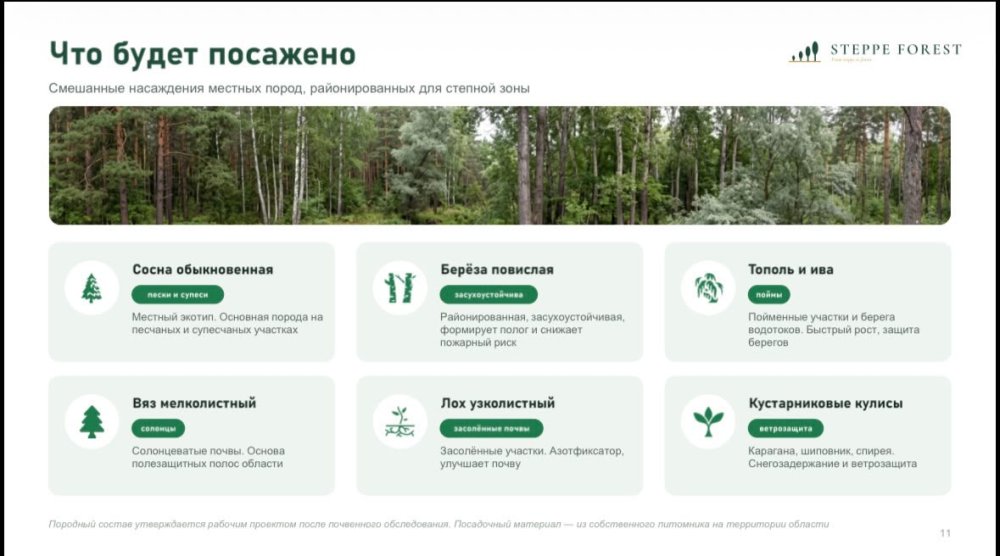 Представлен проект восстановления лесов в области Абай — Фото 14