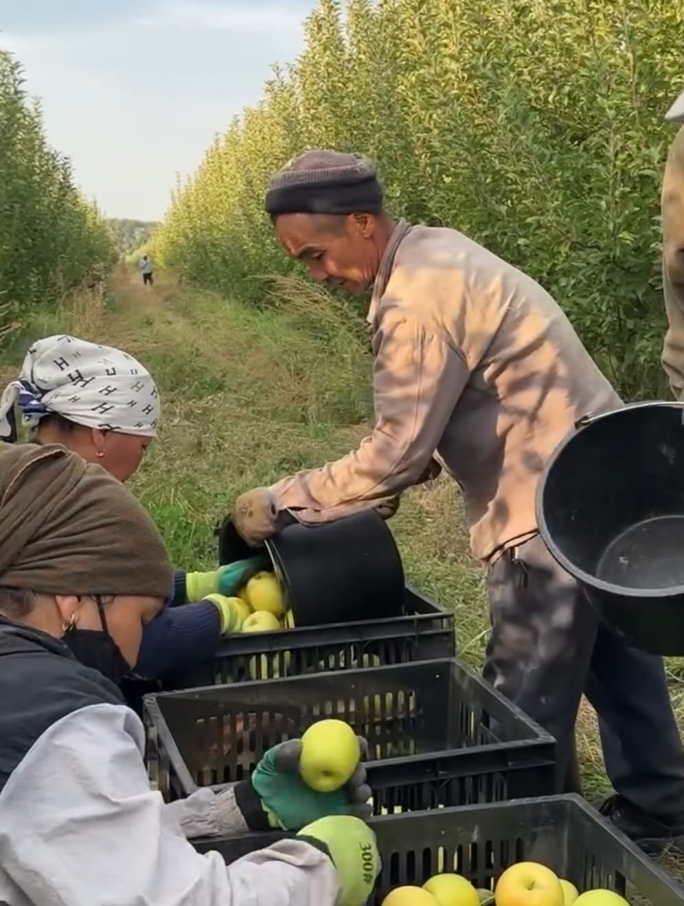 В Рахатском округе продолжается сбор урожая яблок! — Фото 2