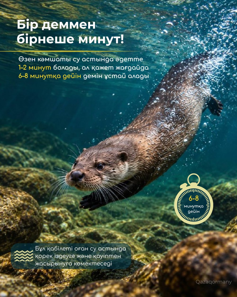 Как долго речная выдра может находиться под водой? — Фото 2