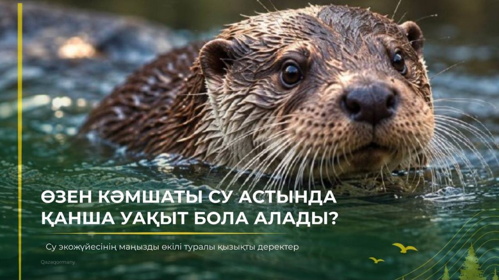Как долго речная выдра может находиться под водой? — Фото 1