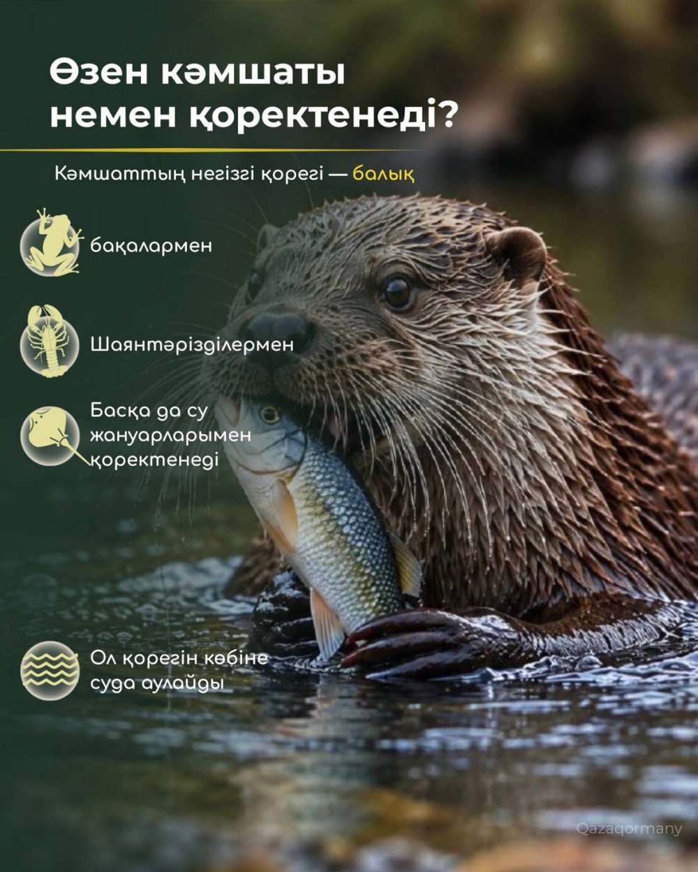 Как долго речная выдра может находиться под водой? — Фото 4
