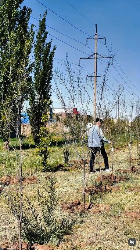 Высажено около 3 000 деревьев — Фото 2
