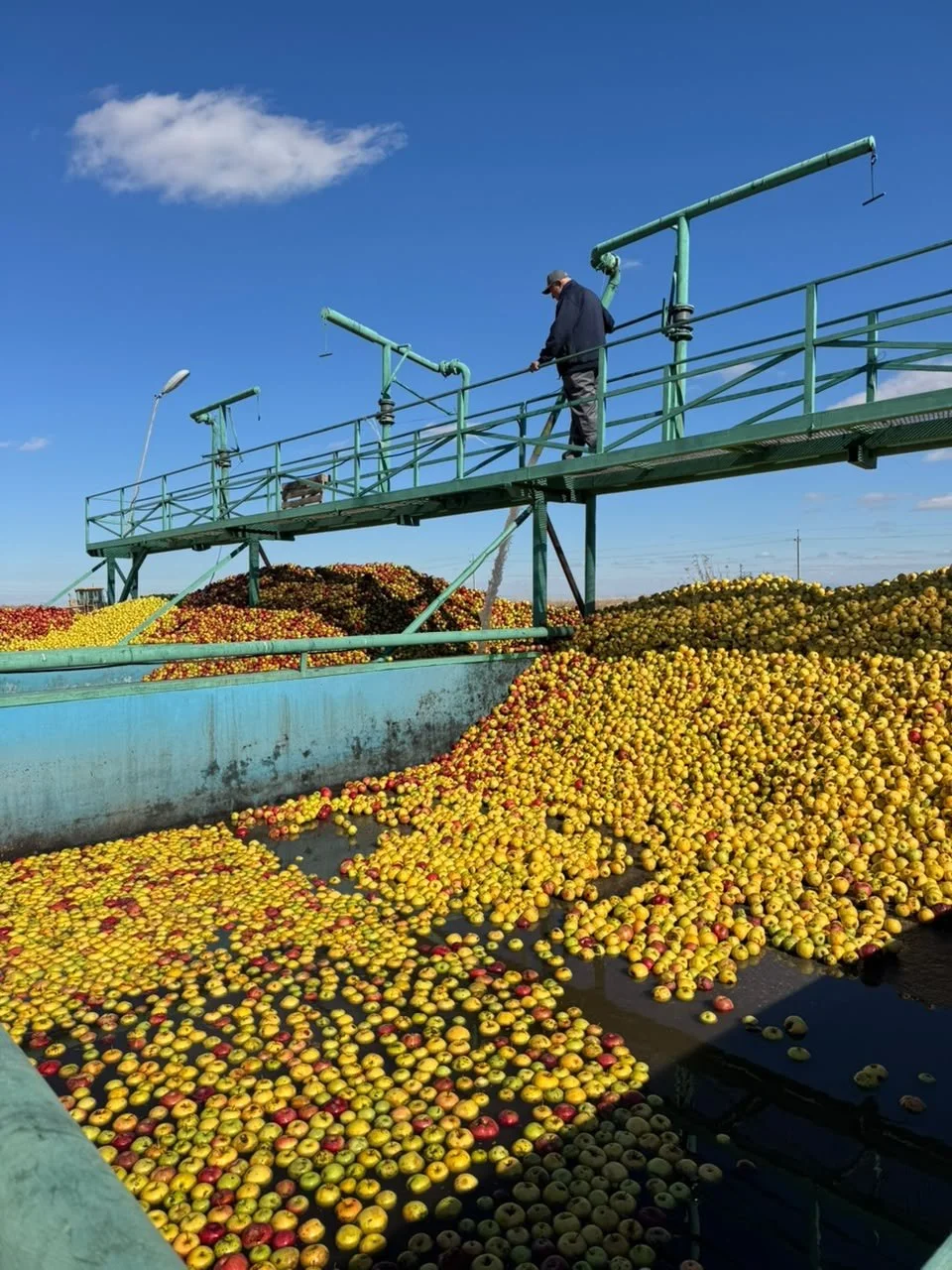 Алматинская область развивает переработку сельхозпродукции и укрепляет экспортный потенциал АПК — Фото 3