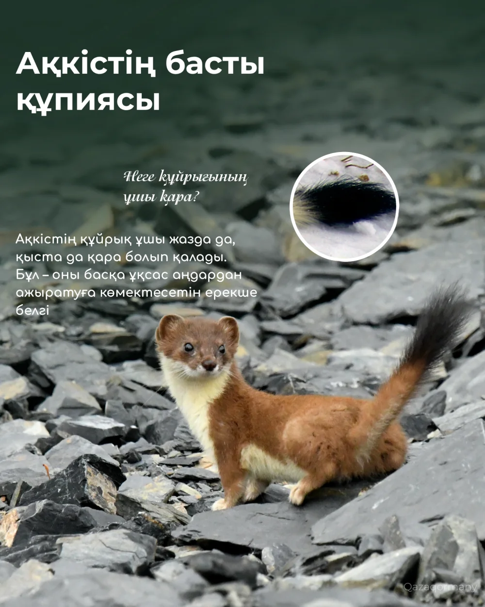 «Познай природу» | Не обманывайся милой внешностью! — Фото 5