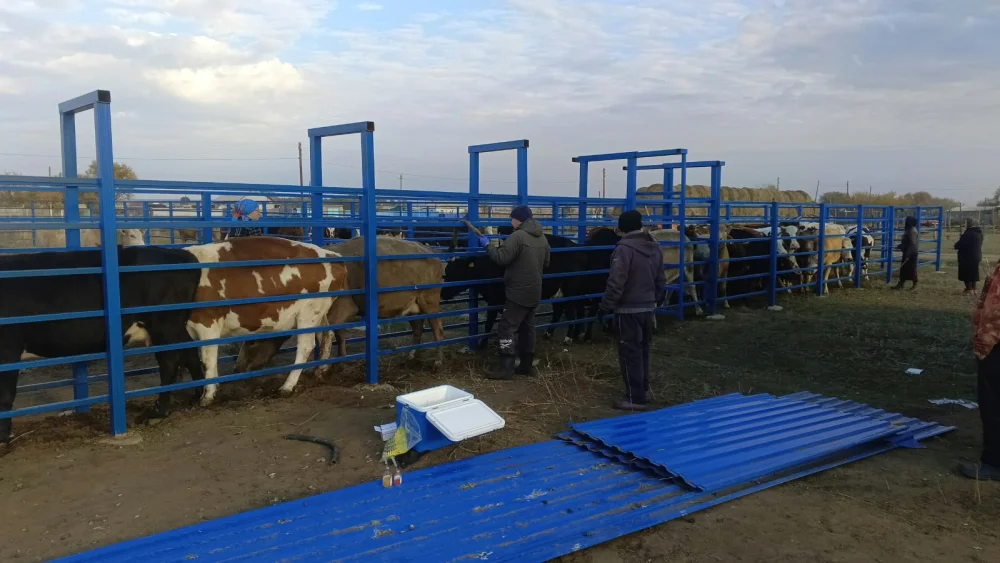 В Черниговском сельском округе проводят ветеринарно-профилактические мероприятия на новом расколе