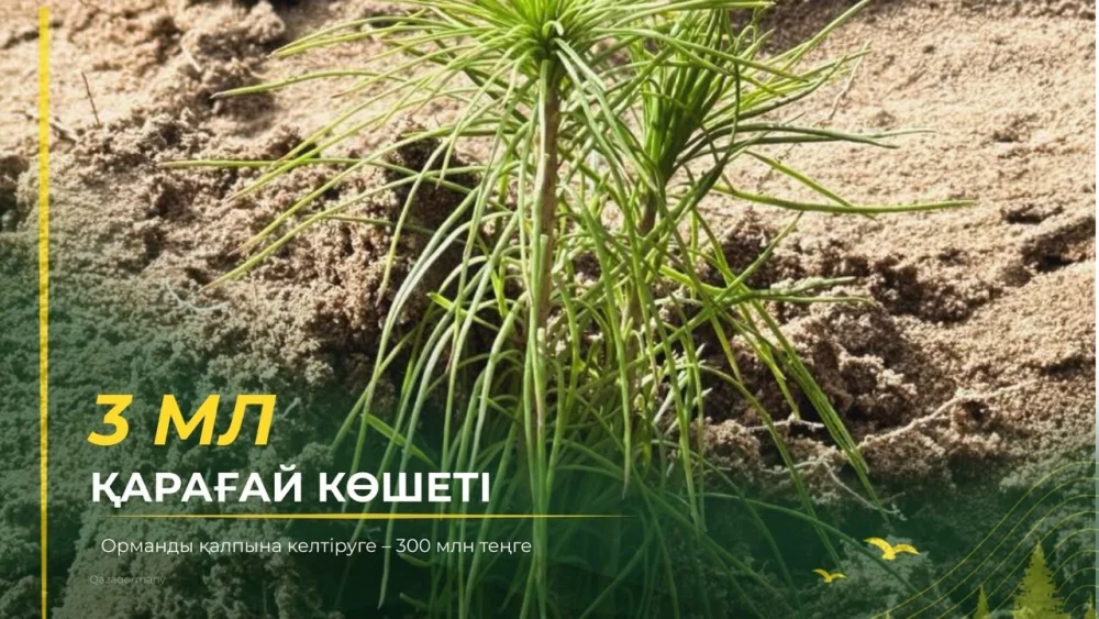 3 миллиона сеянцев сосны: 300 млн тенге на восстановление лесов — Фото 1