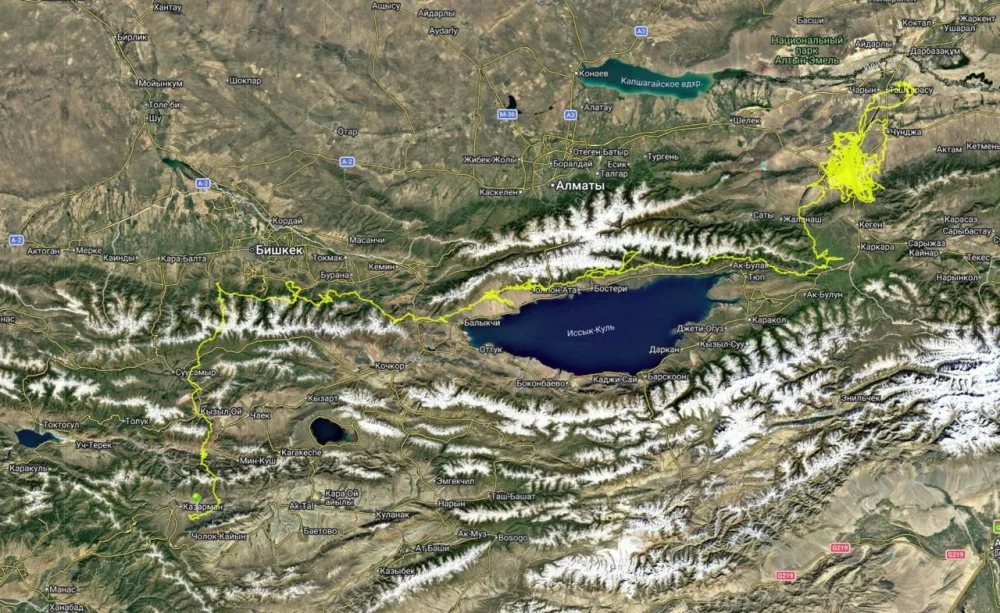 Вслед за Емелем — гриф из Чарына! Еще один маршрут ведет в Кыргызстан — Фото 3